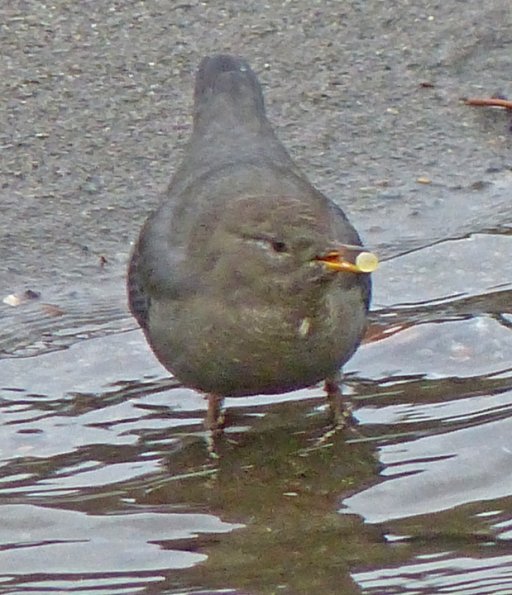 american-dipper-2-with-salmon-egg