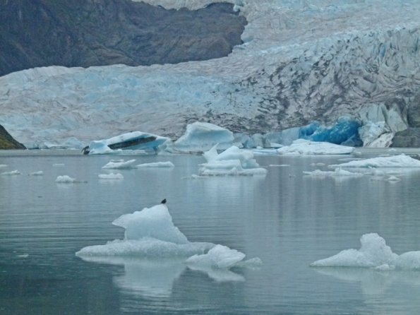 american-dipper-at-mendenhall-glacier