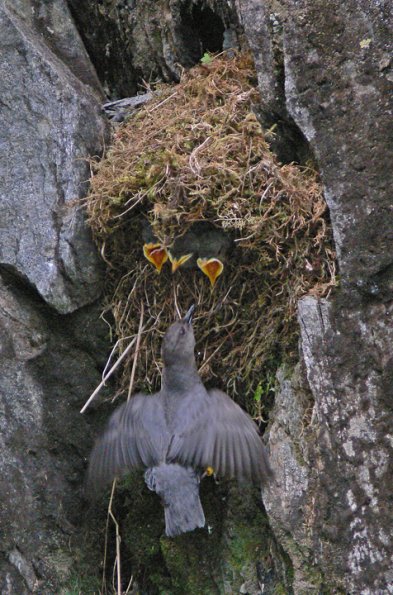 american-dipper-at-nest-4