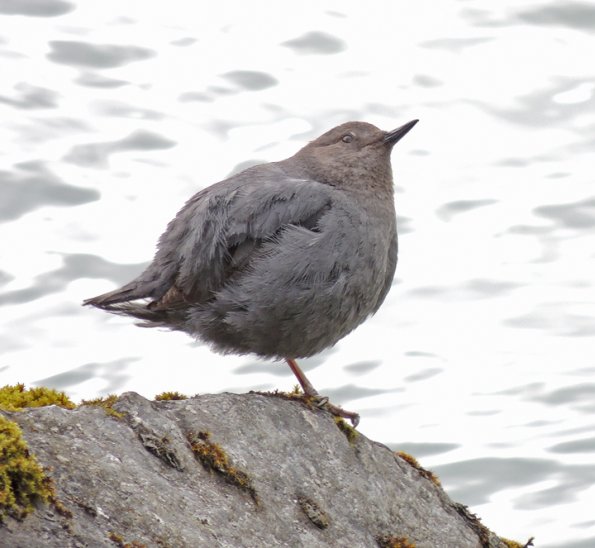 american-dipper-checking-for-predators