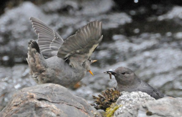 american-dipper-feeding-fledged-youngster