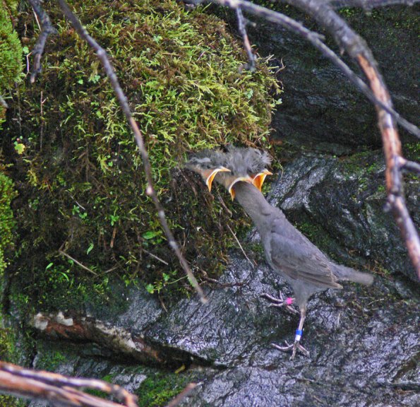 american-dipper-feeding-young-1