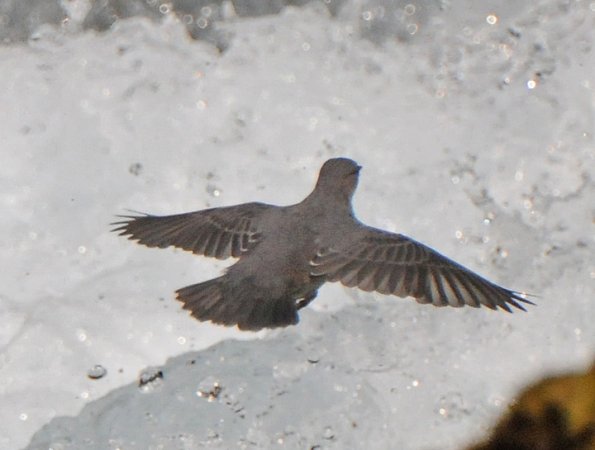 american-dipper-in-flight