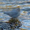 american-dipper-intertidal