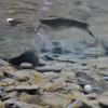 american-dipper-looking-underwater-grab-frame-from-wingman-video