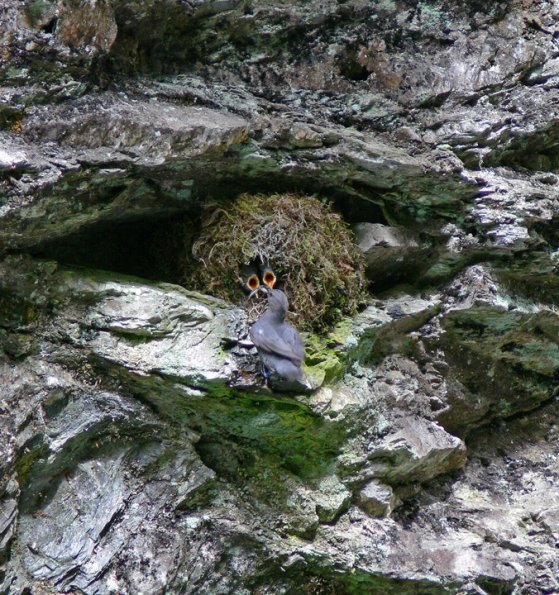 american-dipper-nest-on-rock-face