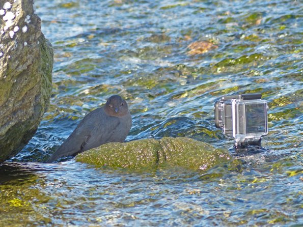 american-dipper-next-to-gopro-1