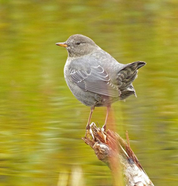 american-dipper-on-stump