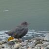 american-dipper-portrait-vertical