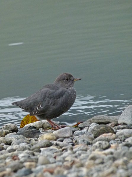 american-dipper-portrait-vertical