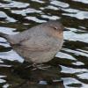 american-dipper-portrait-with-finepix
