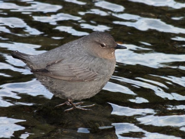 american-dipper-portrait-with-finepix