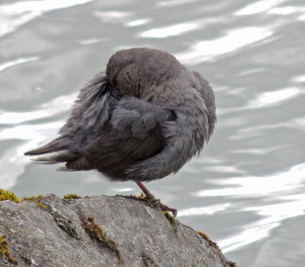 american-dipper-preening