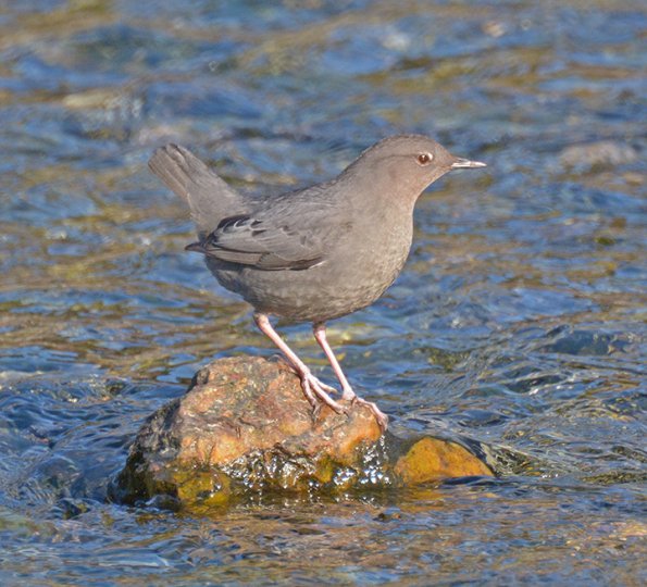 american-dipper-profile_1393718396