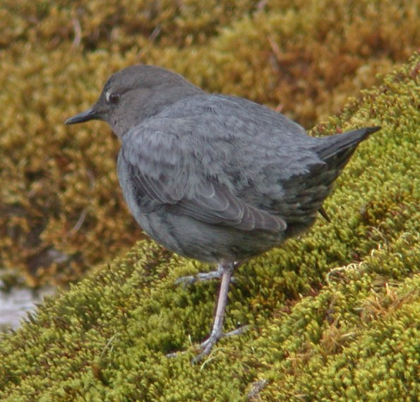 american-dipper-profile