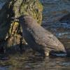 american-dipper-singing_1330577313