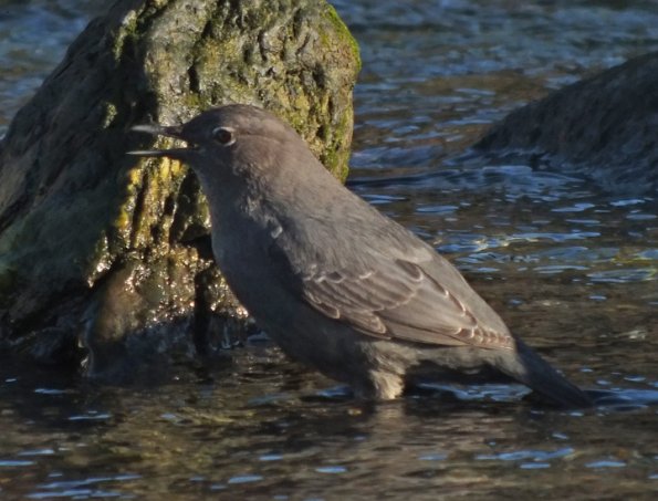 american-dipper-singing_1330577313