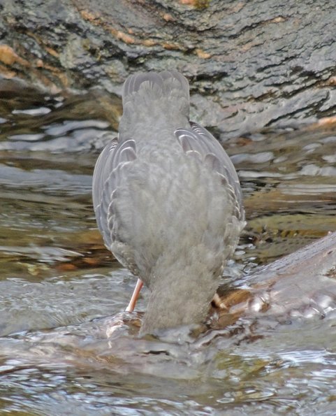 american-dipper-steep-creek