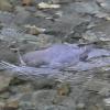 american-dipper-swimming-and-looking-2