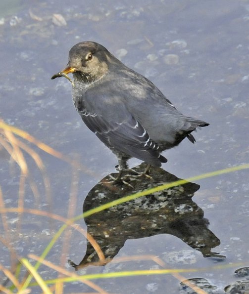 american-dipper-with-3-spine-stickleback