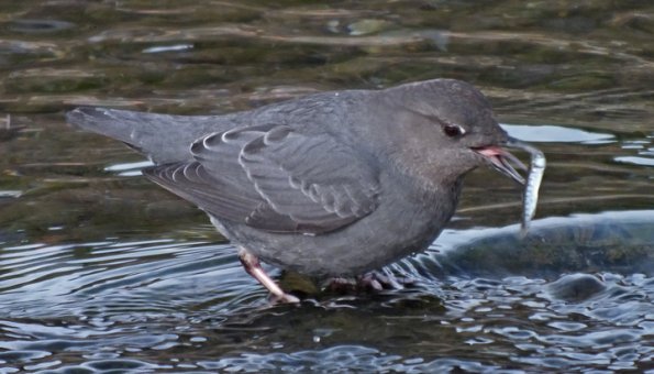 american-dipper-with-chum-salmon-fry_1332385655