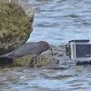 american-dipper-with-fish-in-front-of-gopro