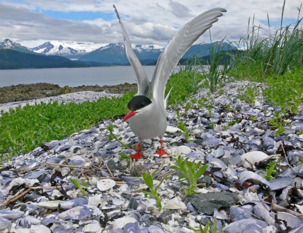 arctic-tern-and-egg-altered-resized