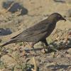 Brown-headed-Cowbird-2