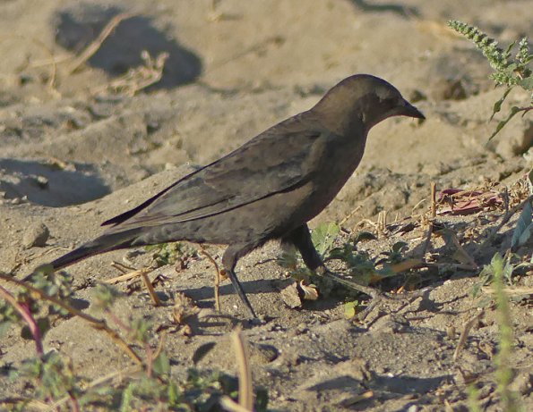 Brown-headed-Cowbird-2