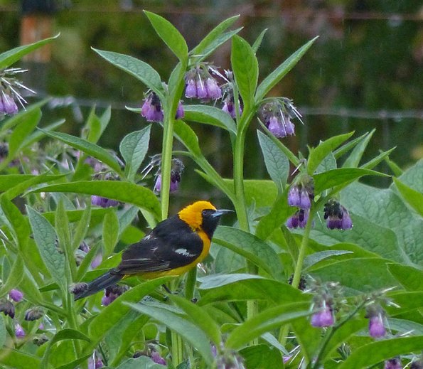 Hooded-Oriole-portrait