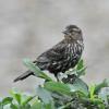 red-winged-blackbird-adult-female-2