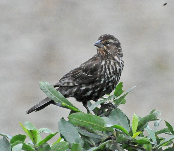 red-winged-blackbird-adult-female-2