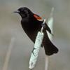 red-winged-blackbird-adult-male