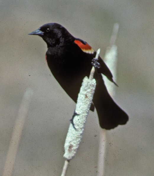 red-winged-blackbird-adult-male