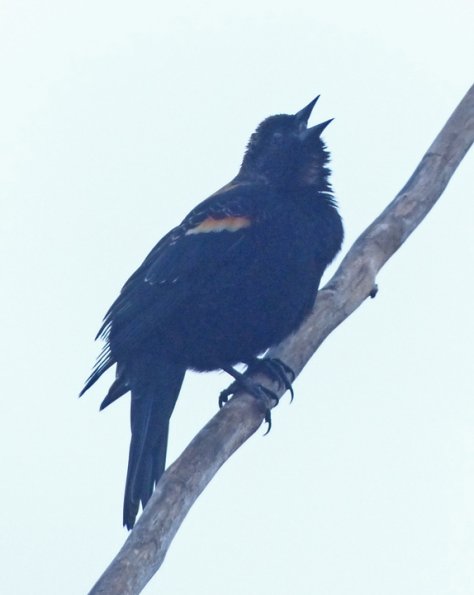 red-winged-blackbird-at-kingfisher-pond