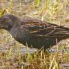 red-winged-blackbird-foraging-in-a-marsh