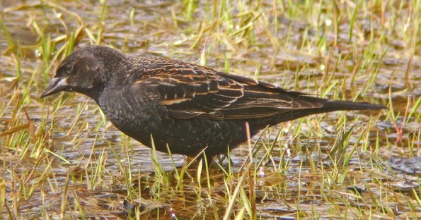 red-winged-blackbird-foraging-in-a-marsh