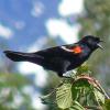 red-winged-blackbird-male-calling