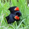 red-winged-blackbird-male-displaying