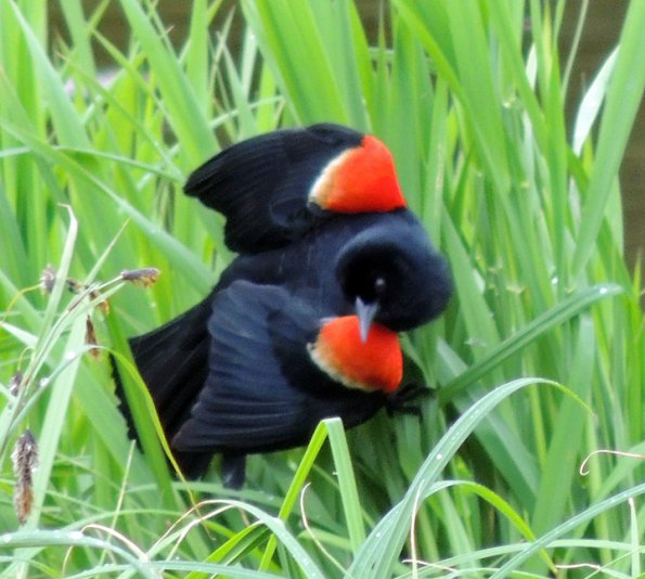 red-winged-blackbird-male-displaying