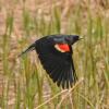 red-winged-blackbird-male-in-flight