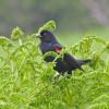 red-winged-blackbird-male-on-ferns