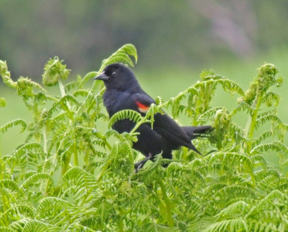 red-winged-blackbird-male-on-ferns
