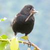 red-winged-blackbird-male-with-probable-american-emerald-dragonfly