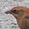 rusty-blackbird-feeding-on-spruce-seeds-best-2