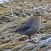 rusty-blackbird-female-nonbreeding