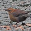 rusty-blackbird-female-nonbreeding_1352093638