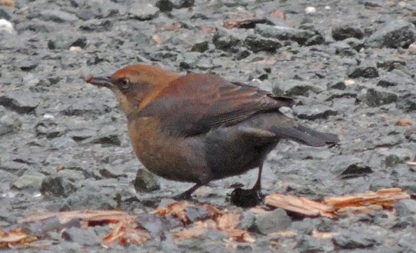 rusty-blackbird-female-nonbreeding_1352093638