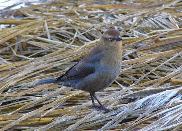 rusty-blackbird-female-nonbreeding