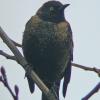 rusty-blackbird-male-nonbreeding